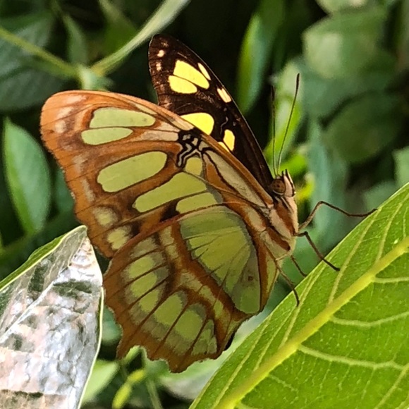 Meet your Posher, CKru11.  😊❤️👋🏻 - Picture 5 of 5